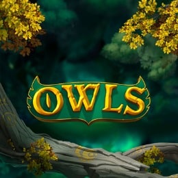 Owls